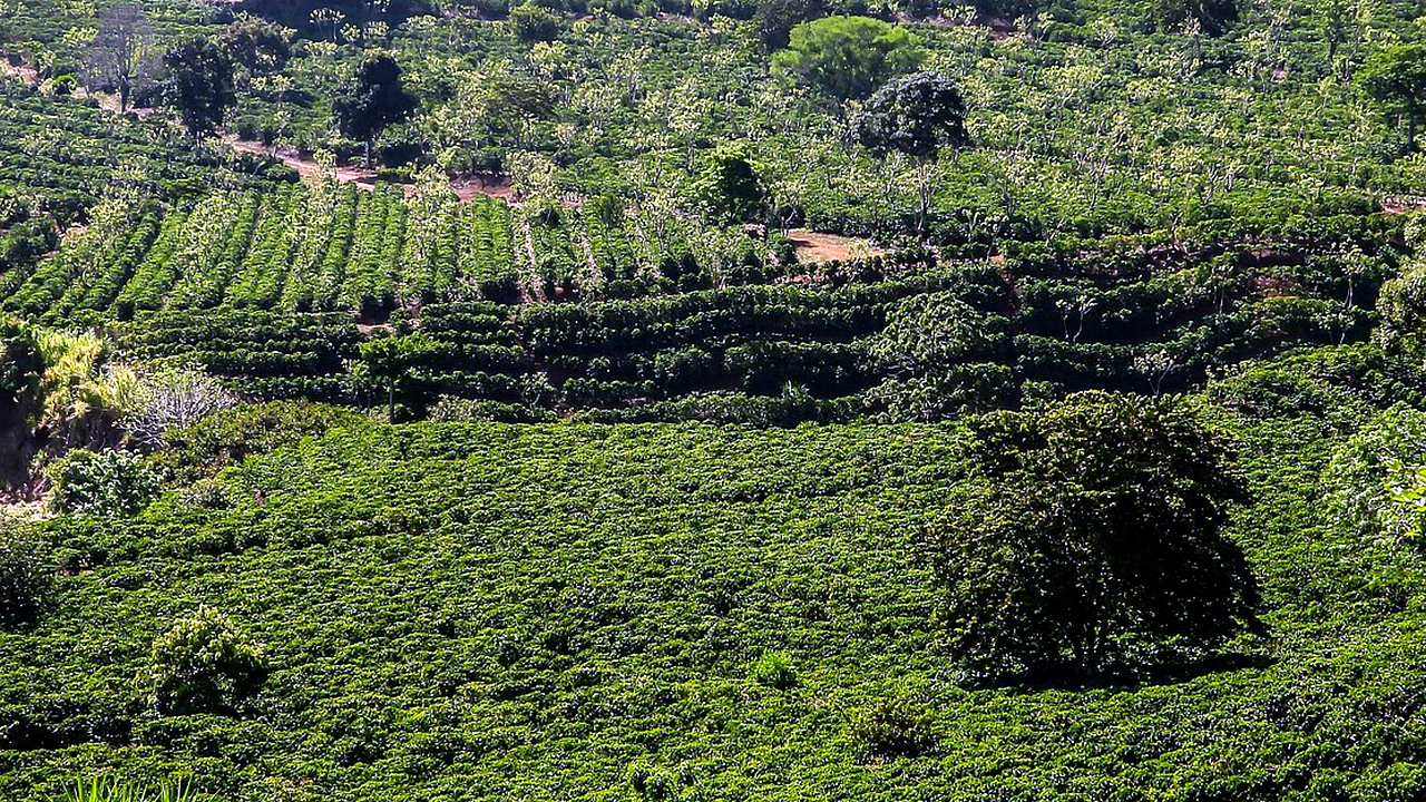Brazilian culture and landscape detail