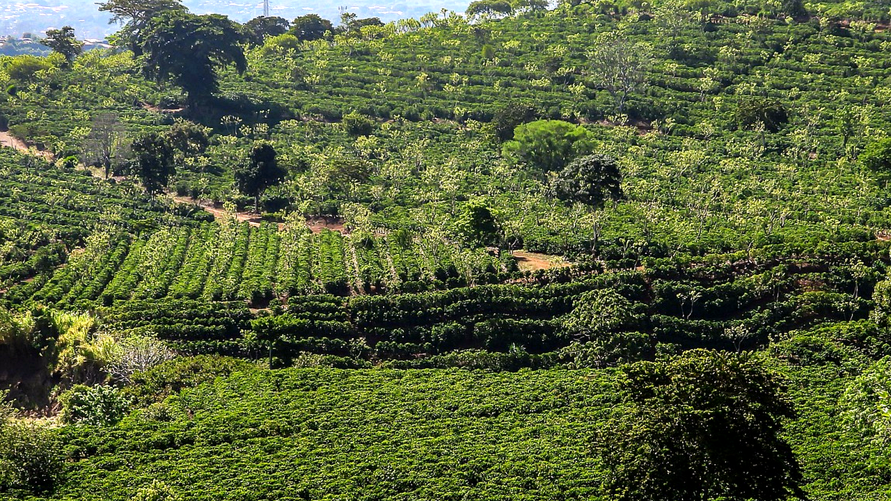 Brazilian culture and landscape detail
